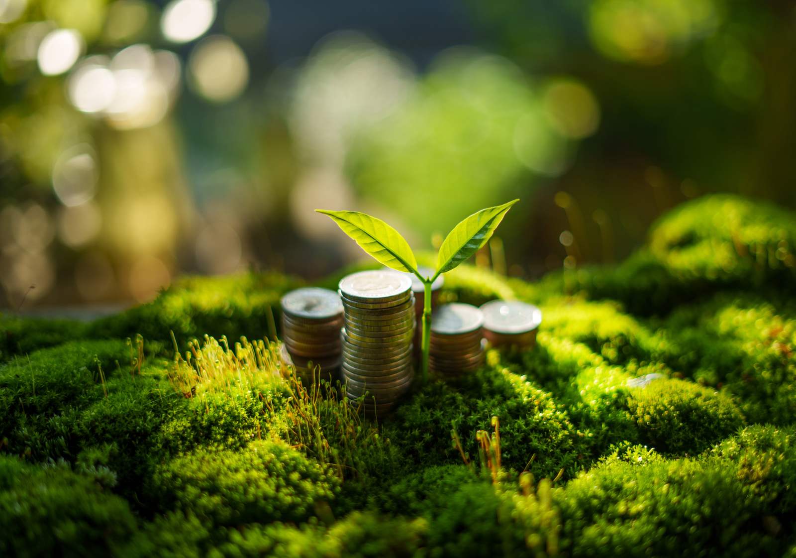 Stacks of coins on bright green moss with a young seedling growing out of the tallest stack.