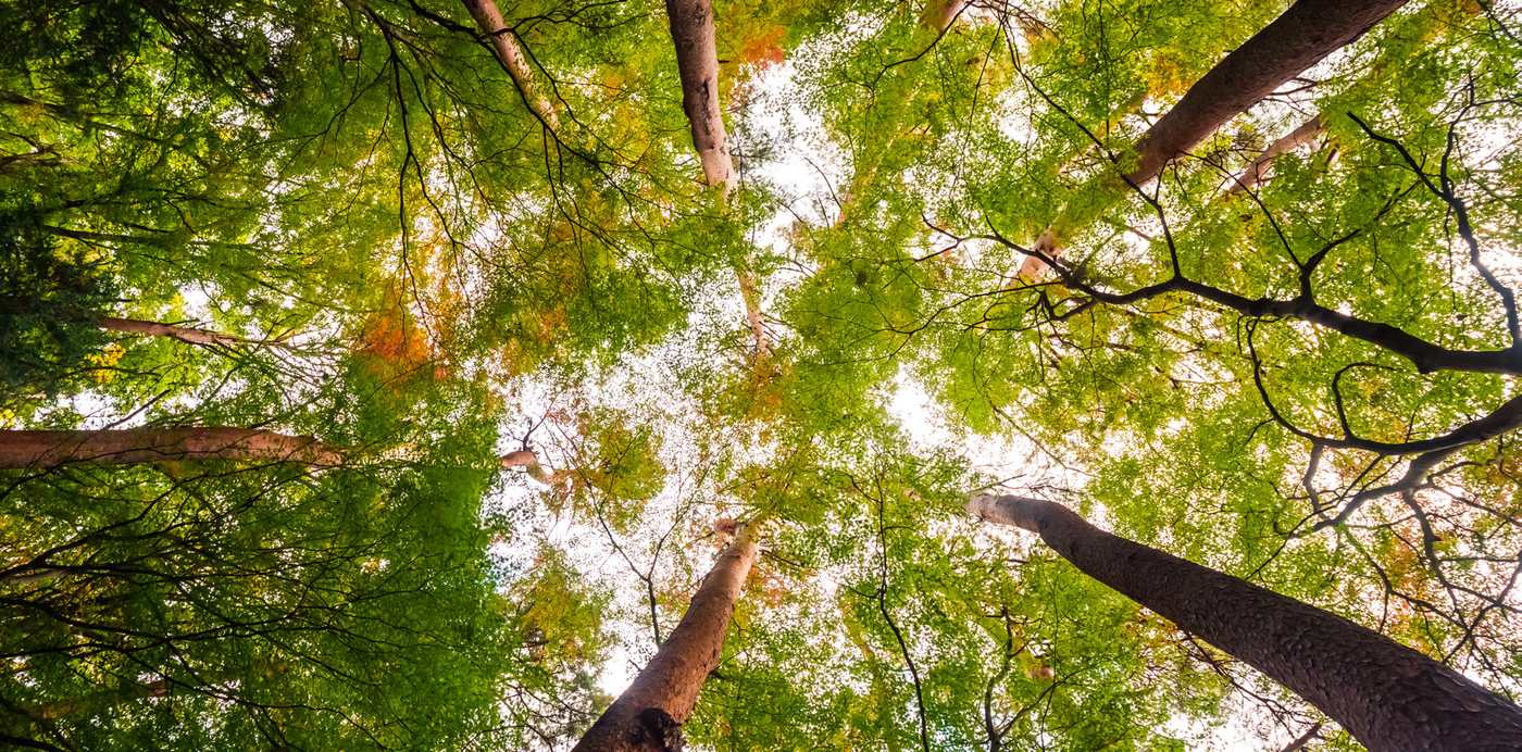 Tree crowns photographed from the forest floor looking straight up into bright daylight.