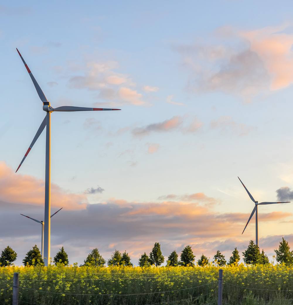 Wind turbines rising above a field of yellow rapeseed flowers at dusk.
